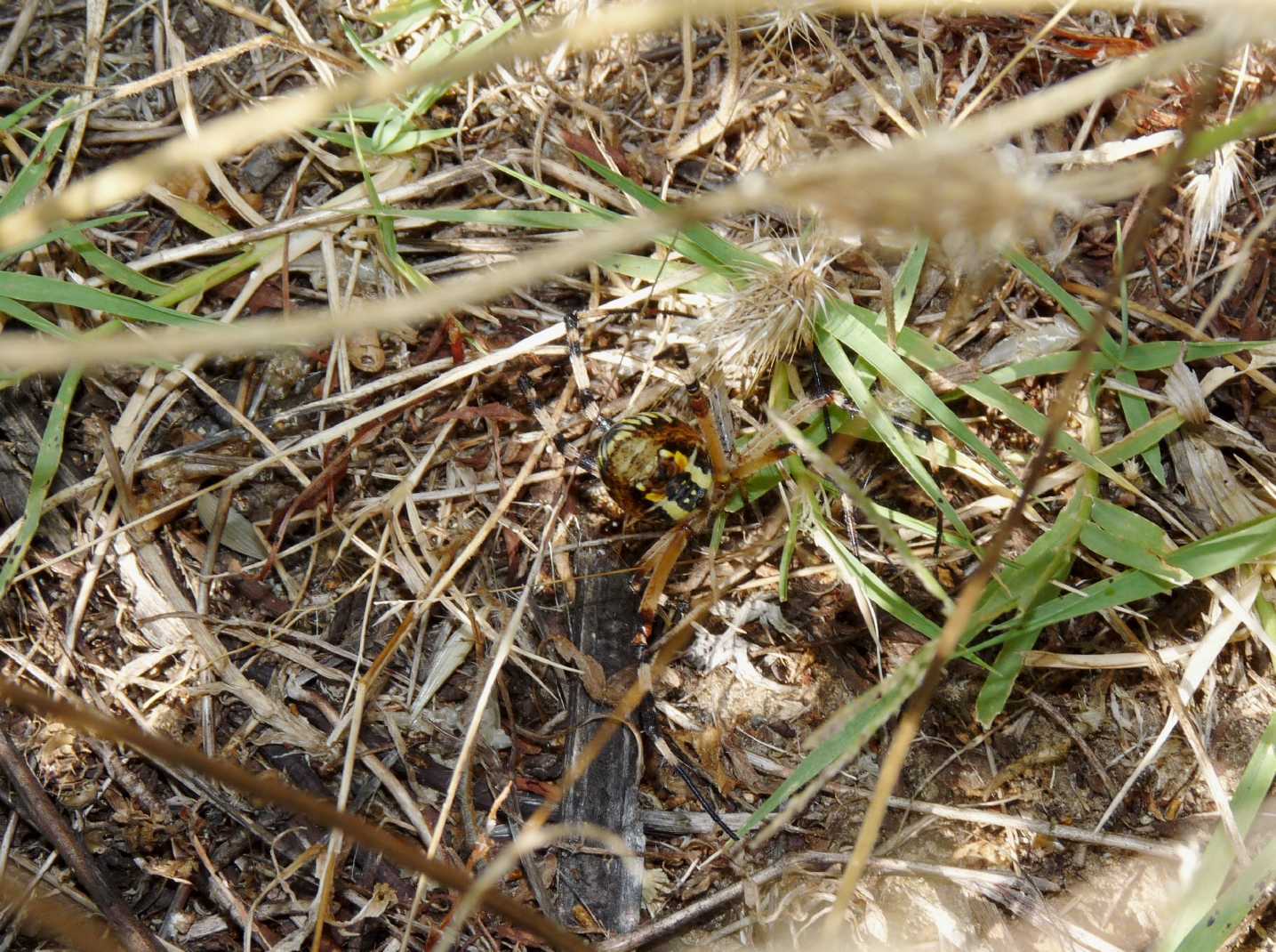 Vagabondi...  spaziali